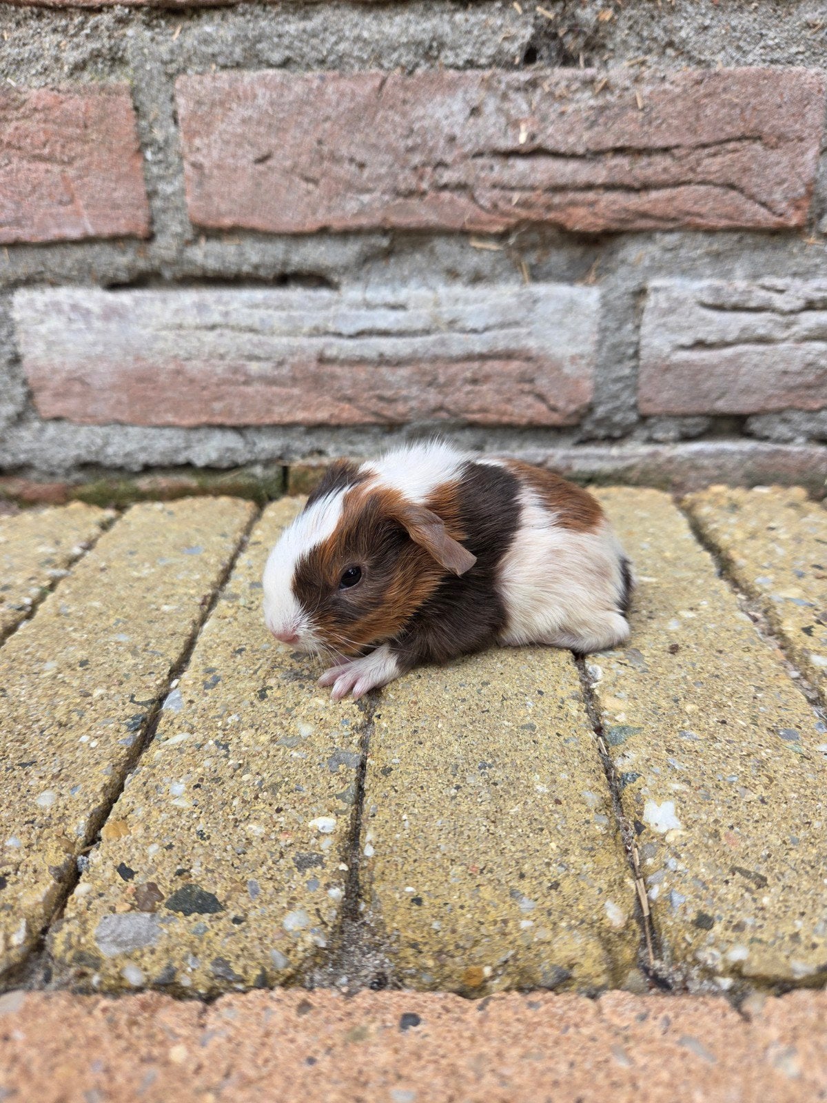 Jong cavia zeugje, Animaux & Accessoires, Rongeurs, Juillet, Cobaye, Domestique