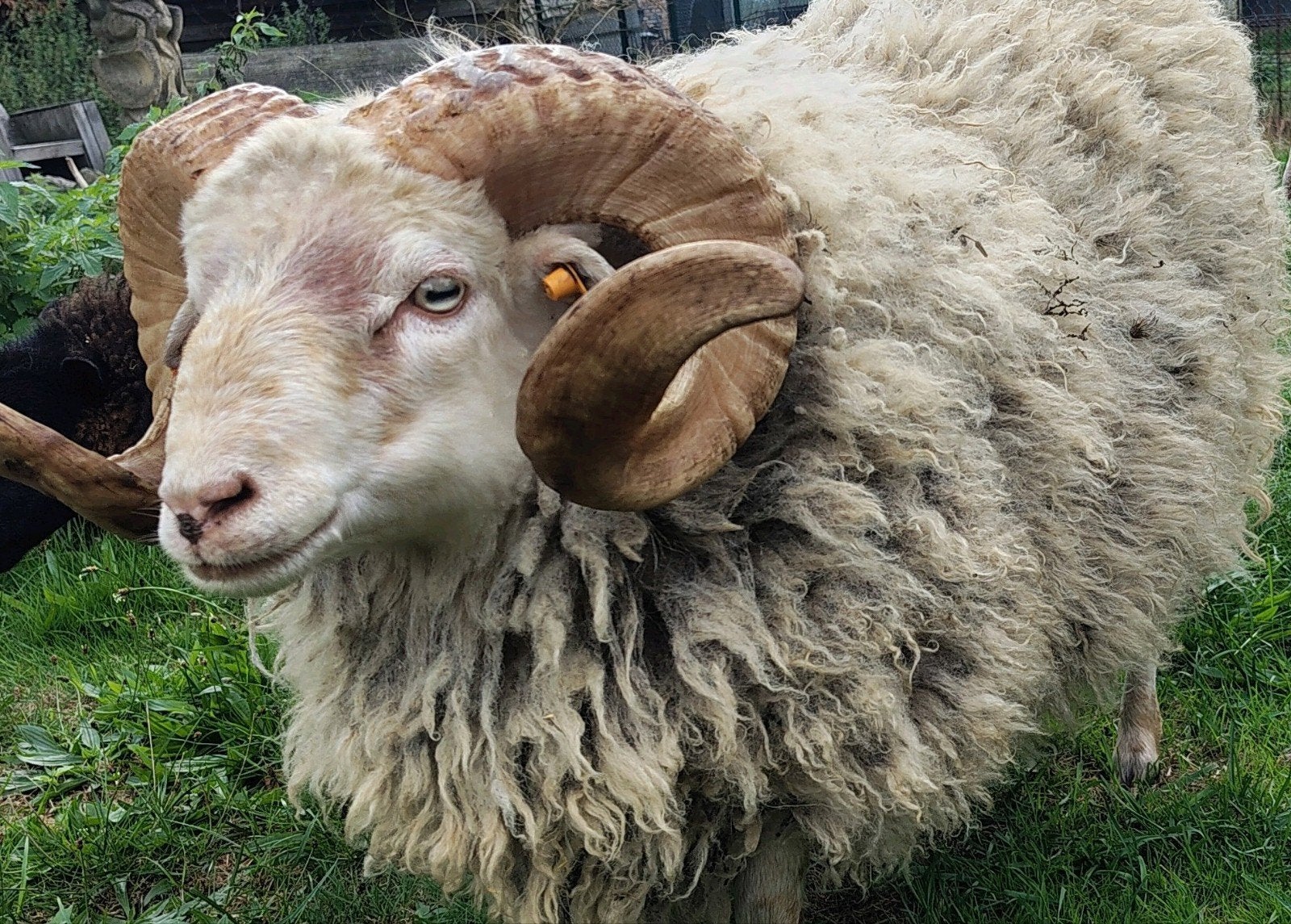 Quessant schaap (klein ras) ram 2 jaar oud, Dieren en Toebehoren