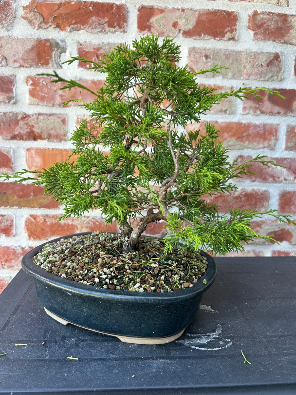 Bonsai itoigawa, Ophalen