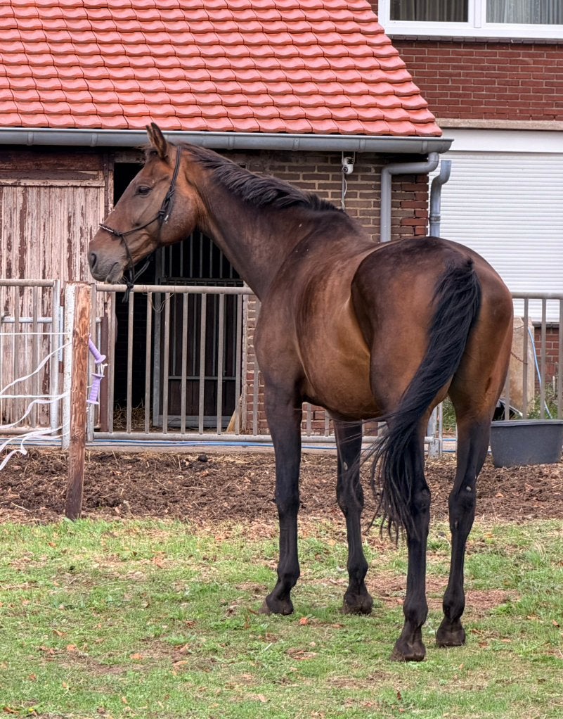 Zeer mooie merrie - 15j v Apache, Avec pedigree, 11 ans ou plus, Débourré, Jument