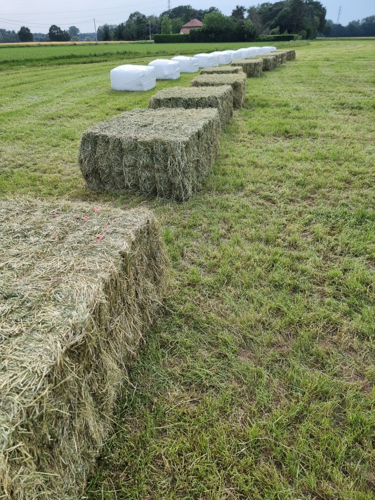 Zeer mooie voordroog, Dieren en Toebehoren, Ophalen