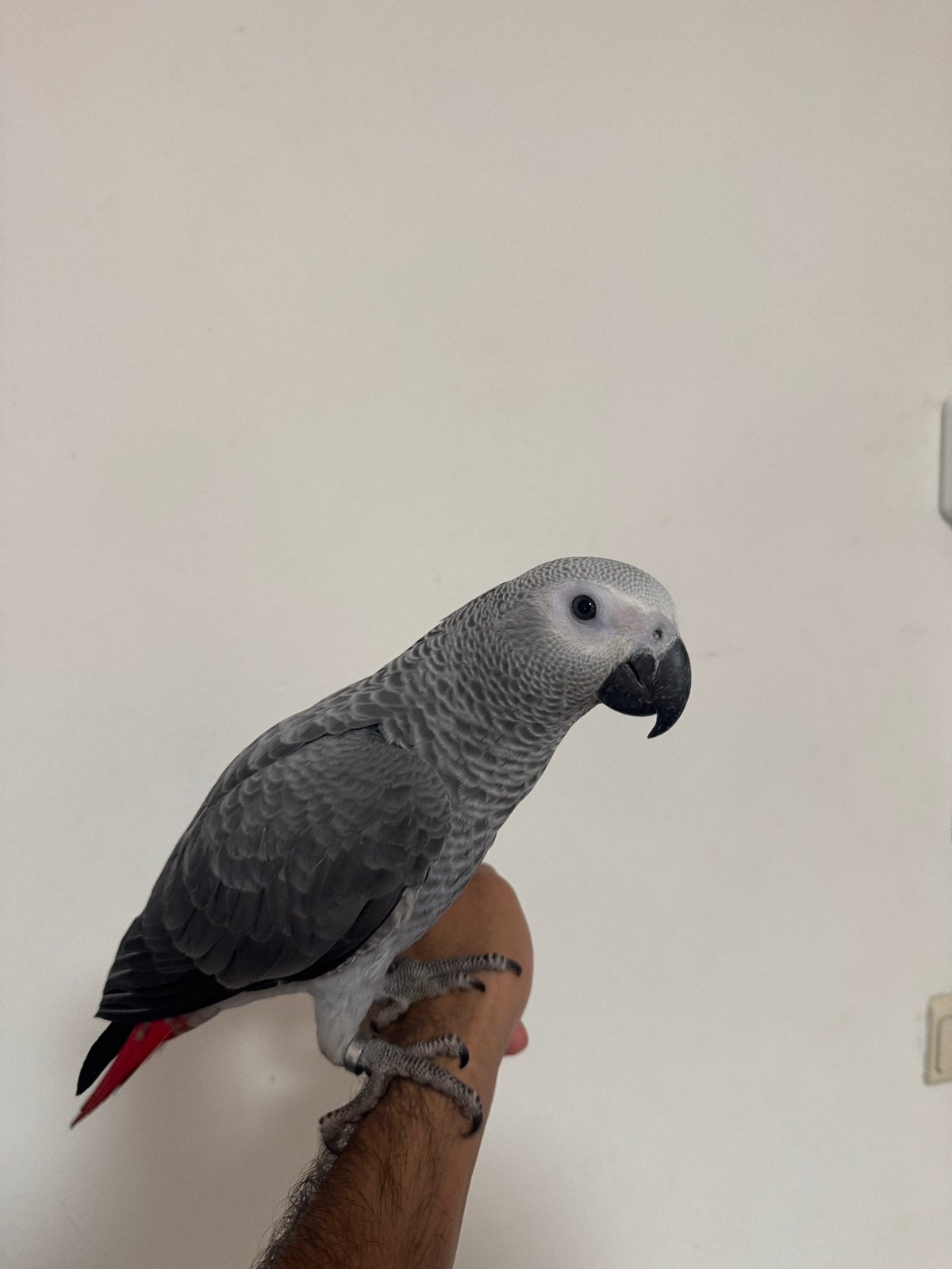 african grey parrot