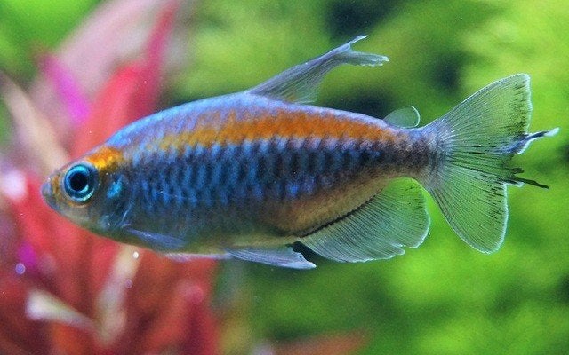 Hobbyaquarium Phenacogrammus Interruptus/congozalm €5,95, Poisson, Poisson d'eau douce, Banc de poissons