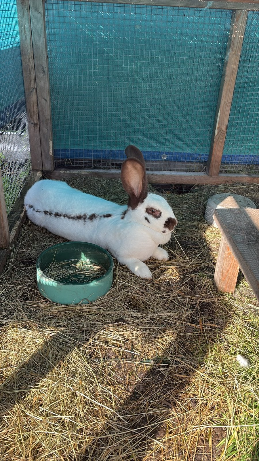 Reuze vlinders ( Groot Lotharingers ), Meerdere dieren, Groot, 0 tot 2 jaar