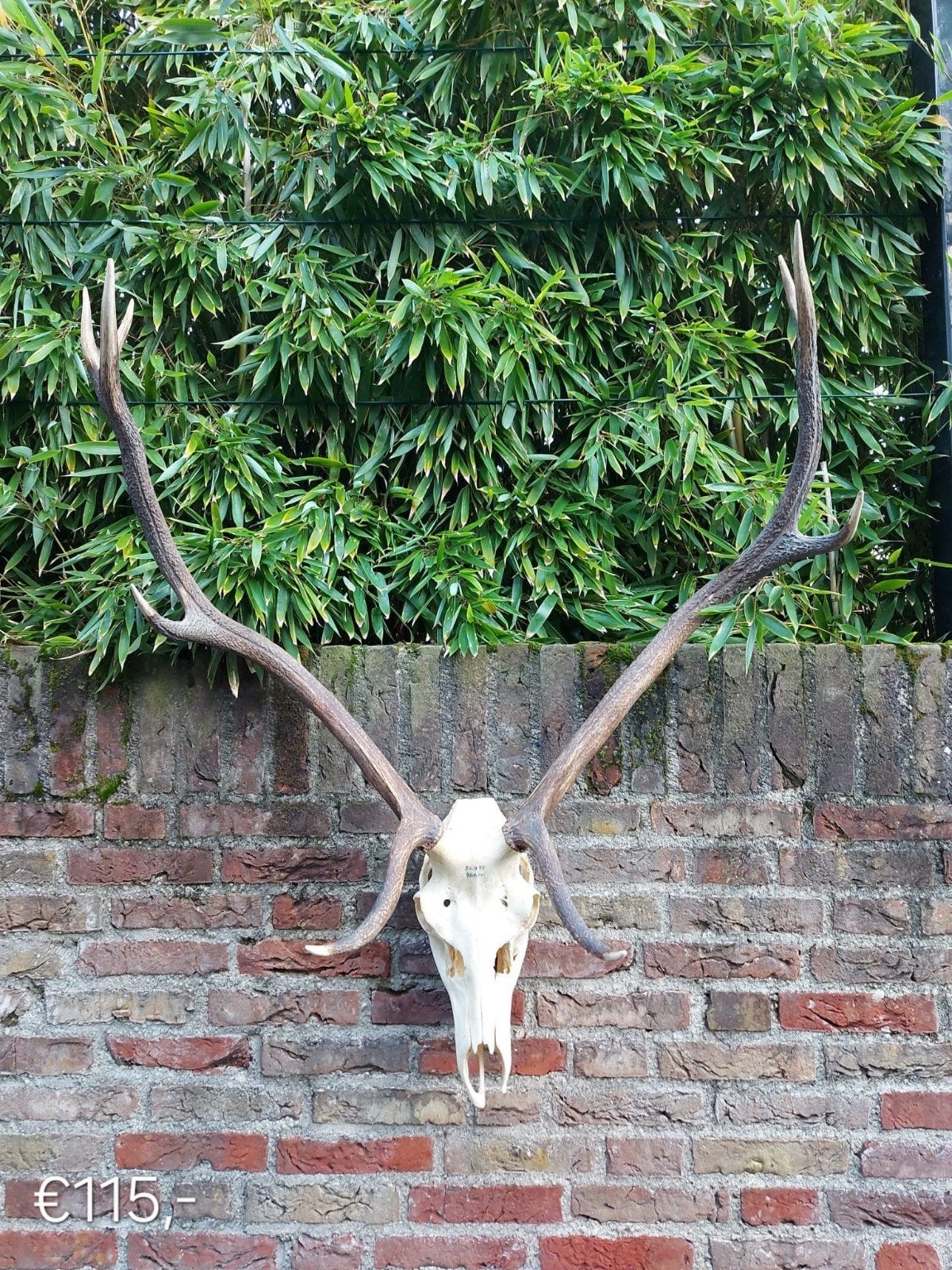 diverse schedels edelhert gewei taxidermie opgezette hert, Verzamelen, Ophalen, Hert, Schedel