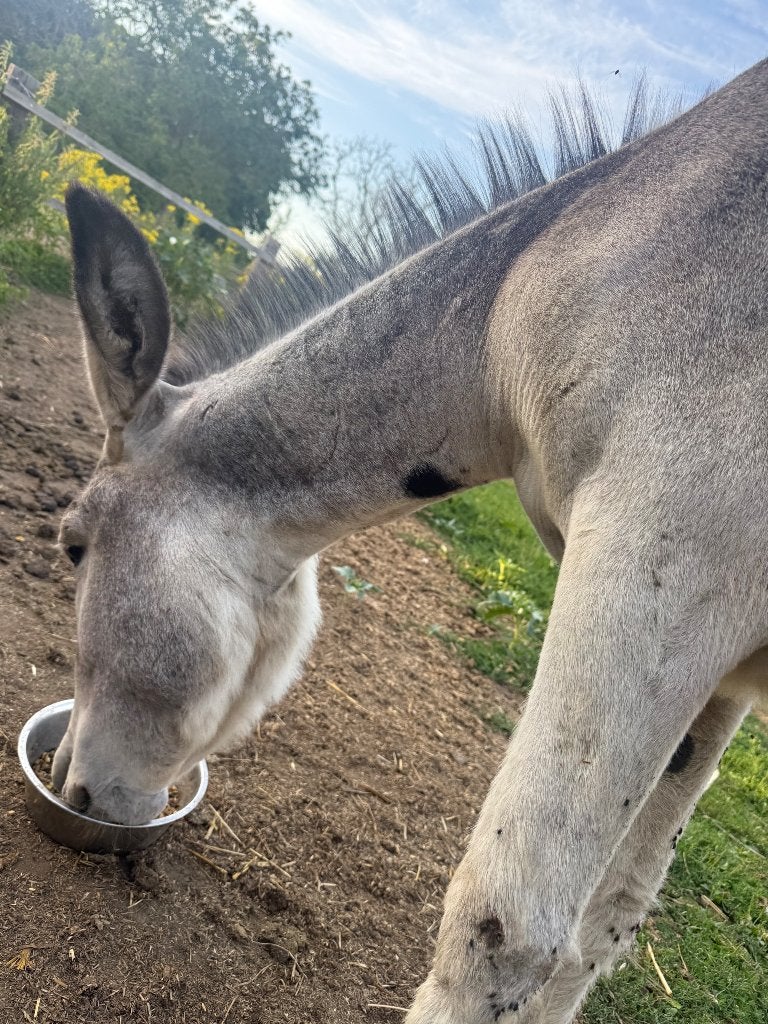 Moi ezel hengst., Animaux & Accessoires, Étalon, Avec puce électronique