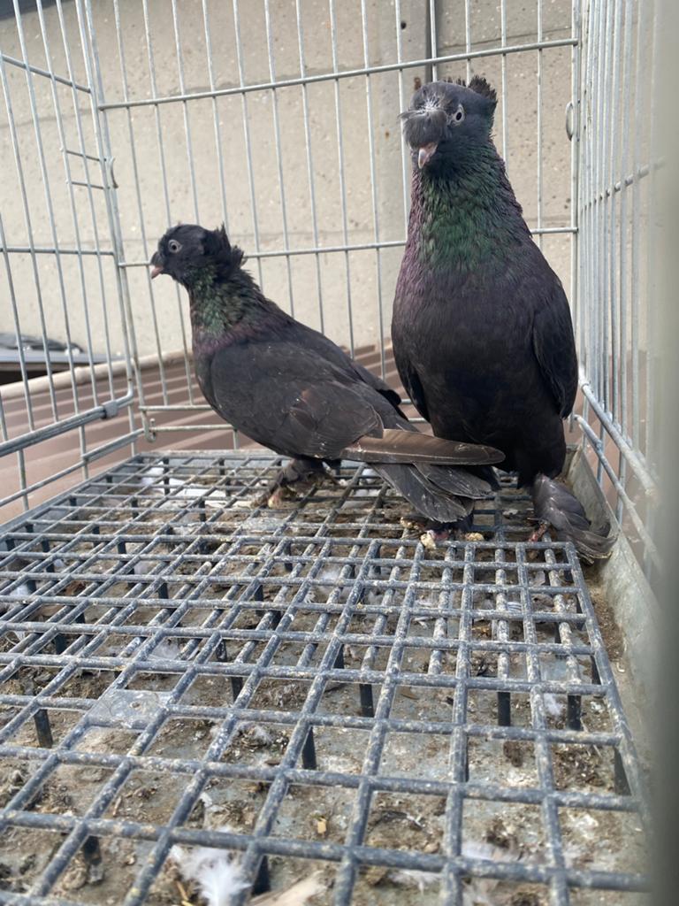 Takla cift tepeli arap, Dieren en Toebehoren, Vogels | Duiven