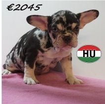 Franse Bulldog pups, Blauw & Merle - te koop, 15 weken tot 1 jaar, Buitenland, CDV (hondenziekte), Meerdere