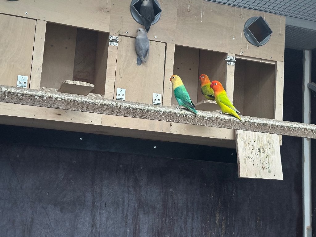 7 Dwergpapegaaien, Dieren en Toebehoren, Meerdere dieren, Dwergpapegaai of Agapornis