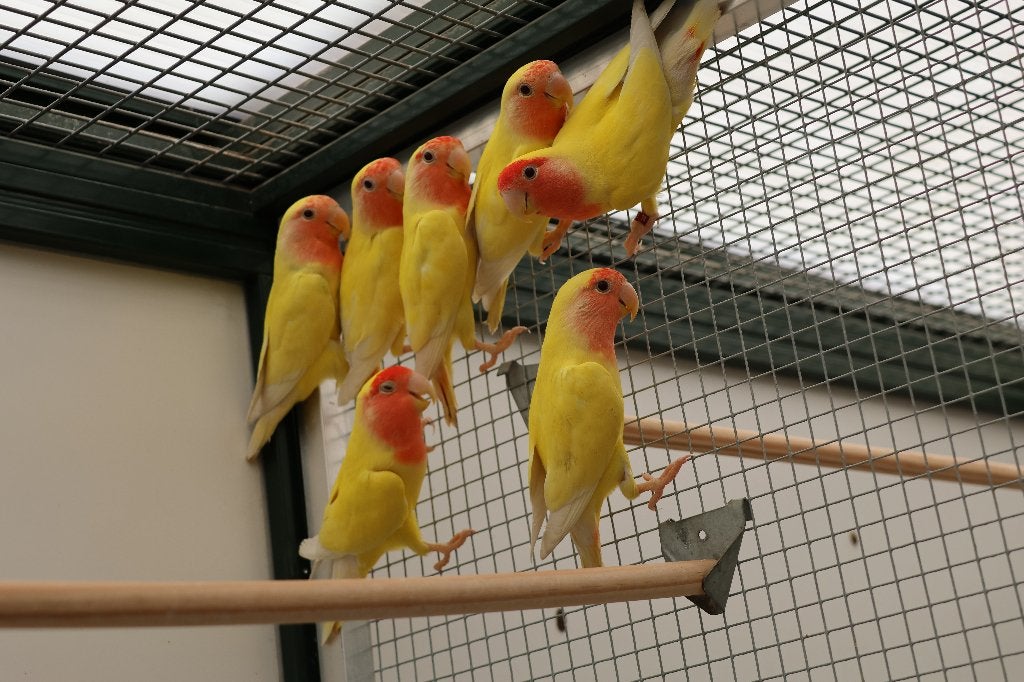 vogels, Animaux & Accessoires, Sexe inconnu, Perroquet nain ou Inséparable, Bagué