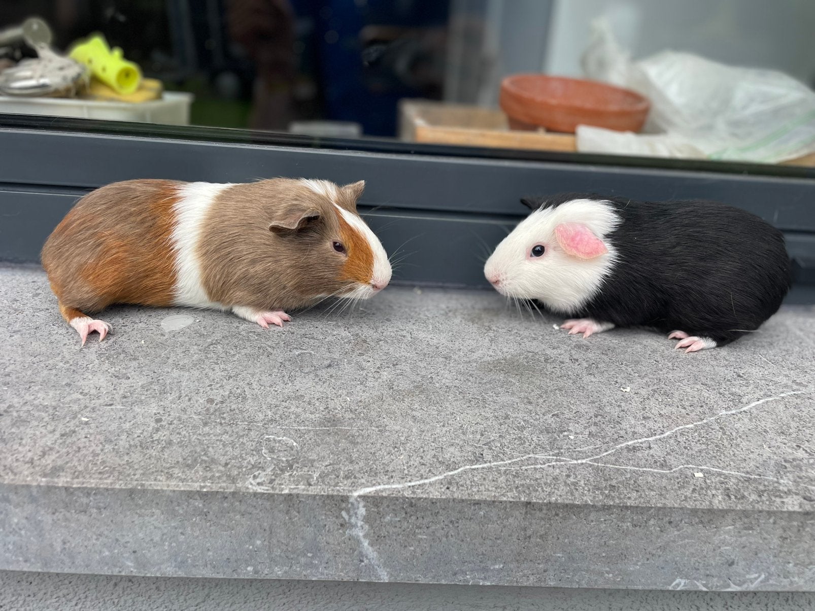 Jonge cavia’s, Animaux & Accessoires, Rongeurs, Mâle, Domestique, Avril, Cobaye