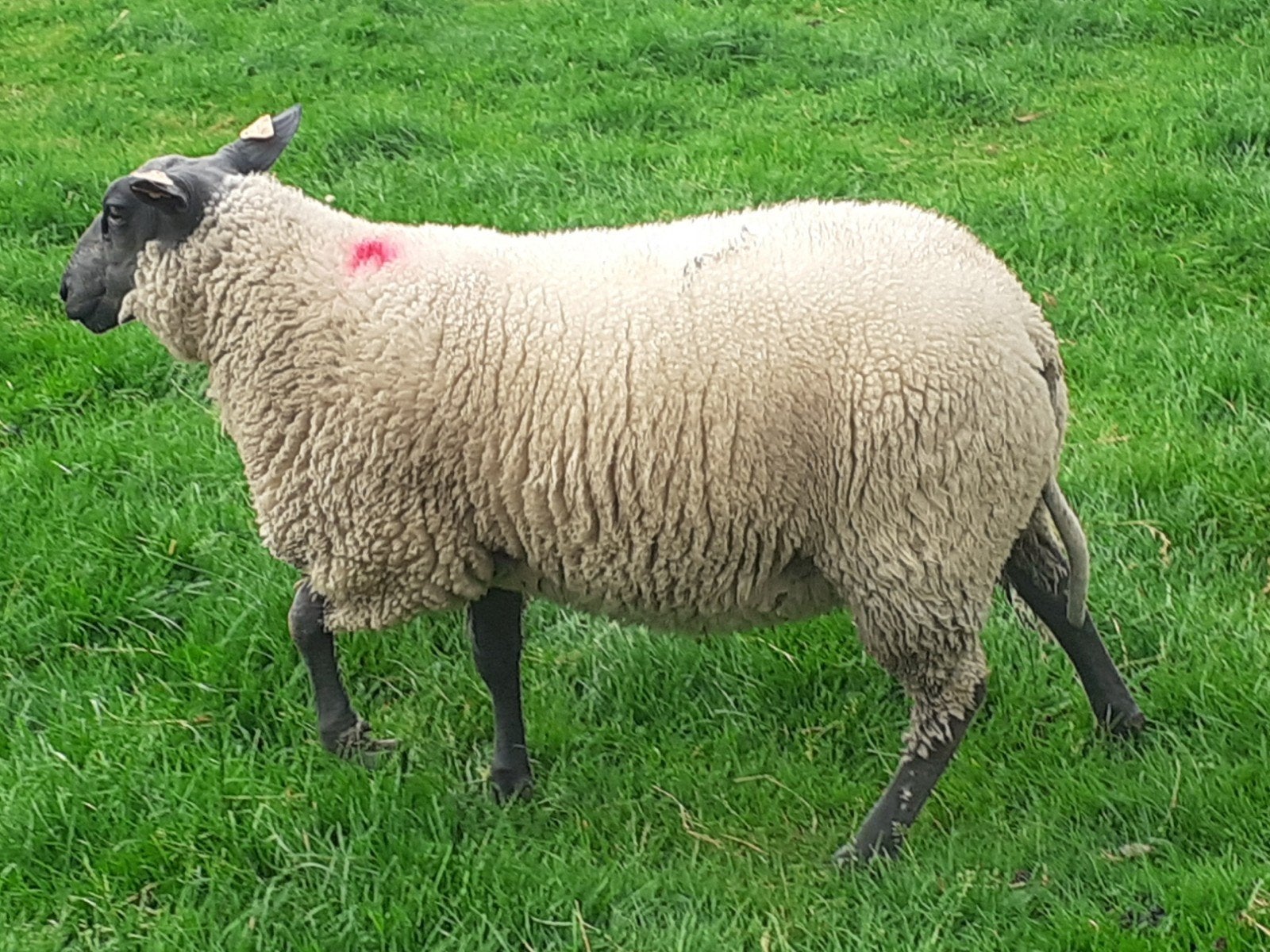 2 agneaux bleus, Animaux & Accessoires, Mâle, Mouton, 0 à 2 ans