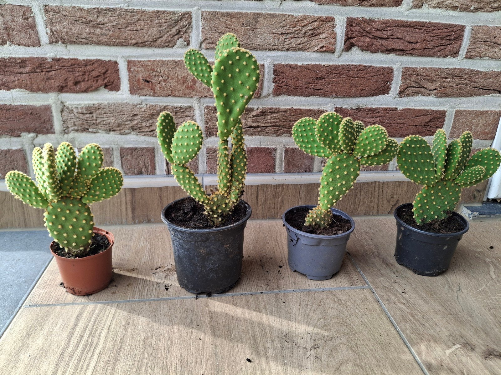 Cactus, Enlèvement, Cactus