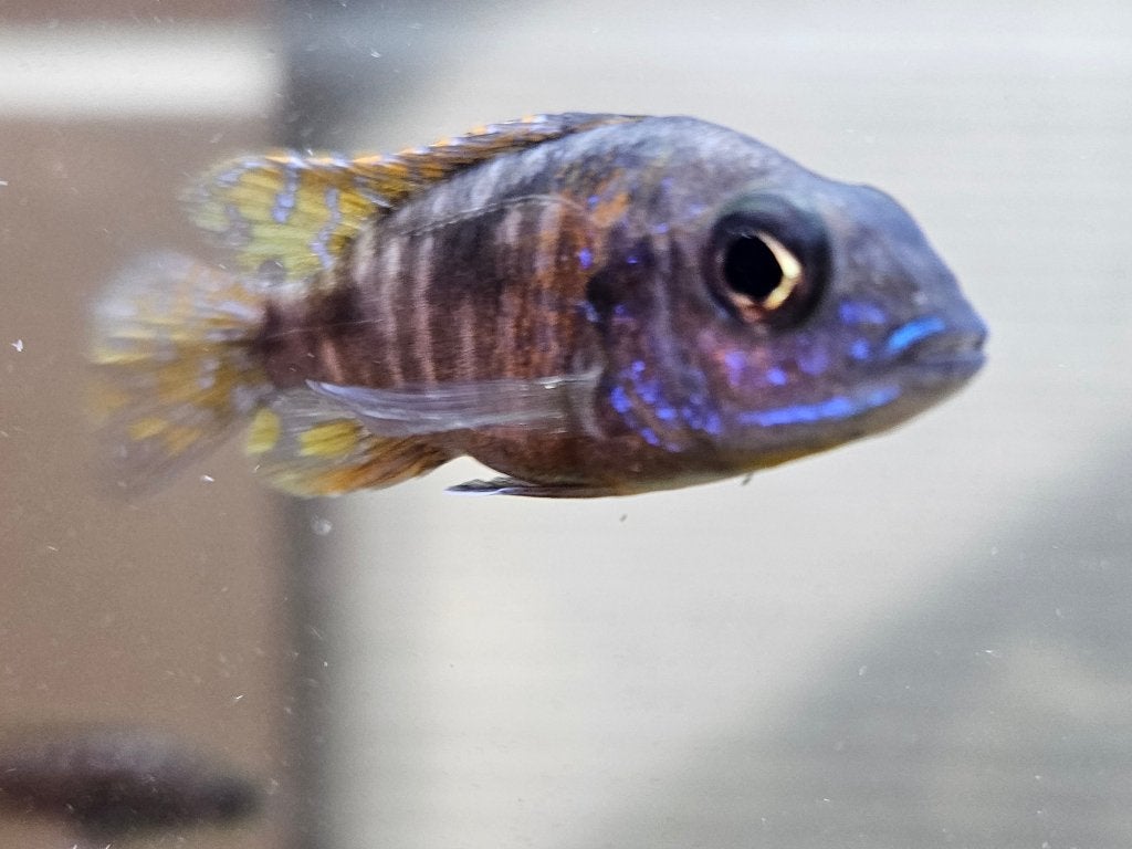 Aulonocara stuartgranti malawi cichliden, Vis, Zoetwatervis