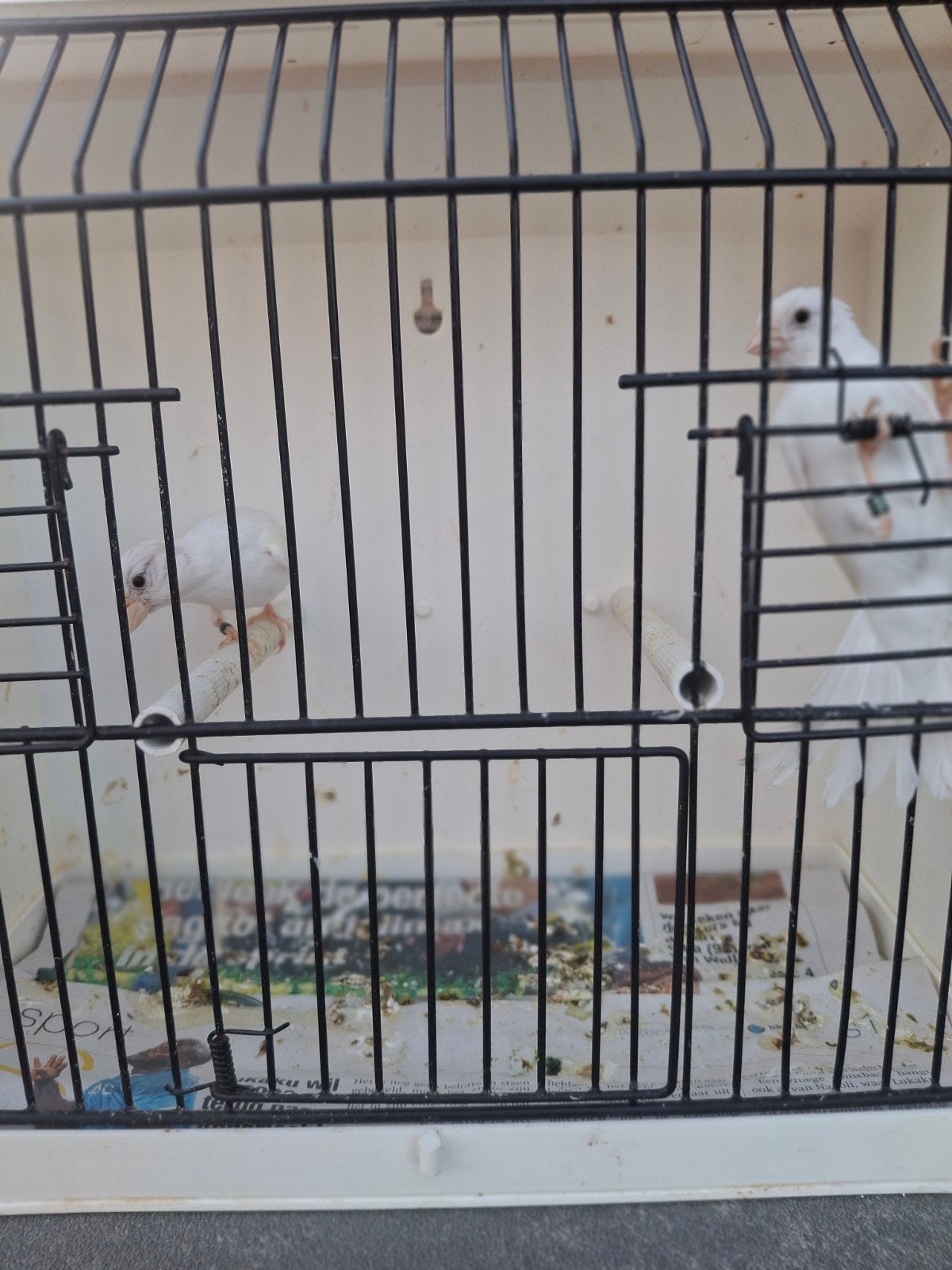 Raza Espagnola, Animaux & Accessoires, Enlèvement
