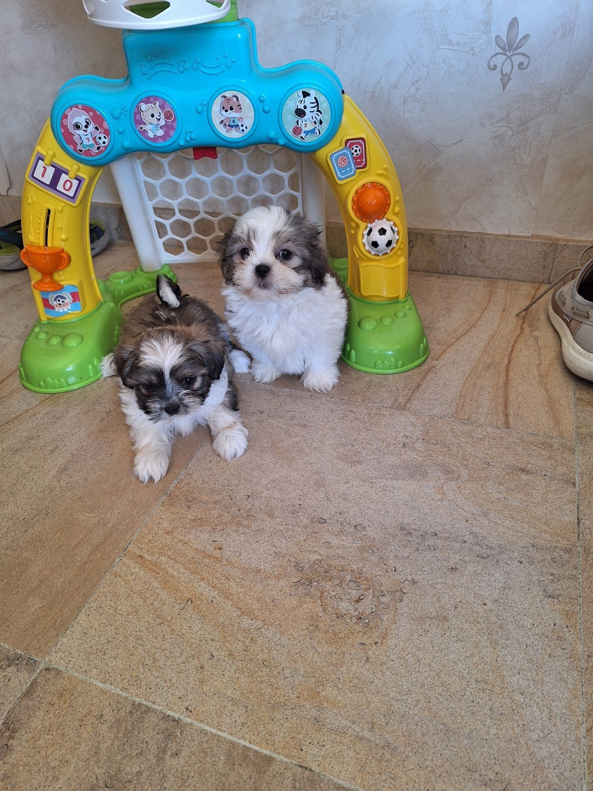 Shih tzu pups, België, Overige rassen, CDV (hondenziekte), 8 tot 15 weken