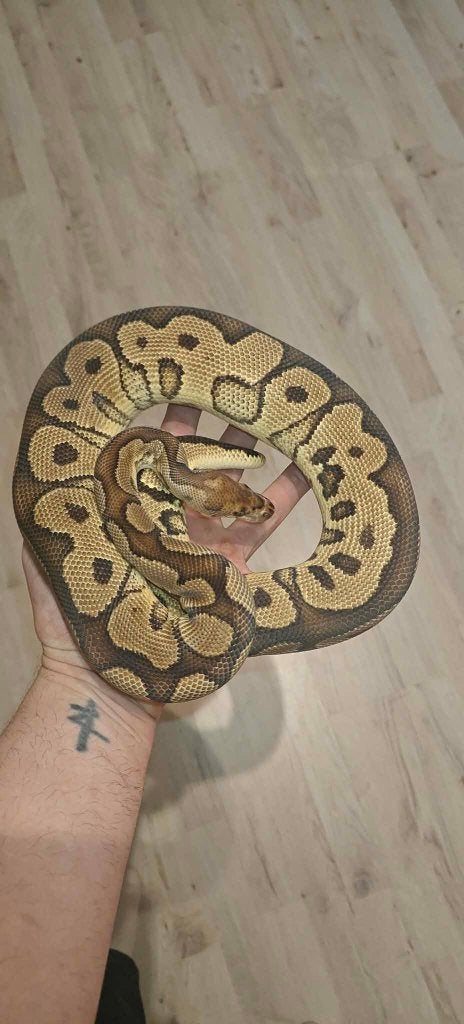 Ball python Clown,Crypton en het Clown,het criptic groep 3.4, Dieren en Toebehoren, Reptielen en Amfibieën, Slang, Tam, 3 tot 6 jaar