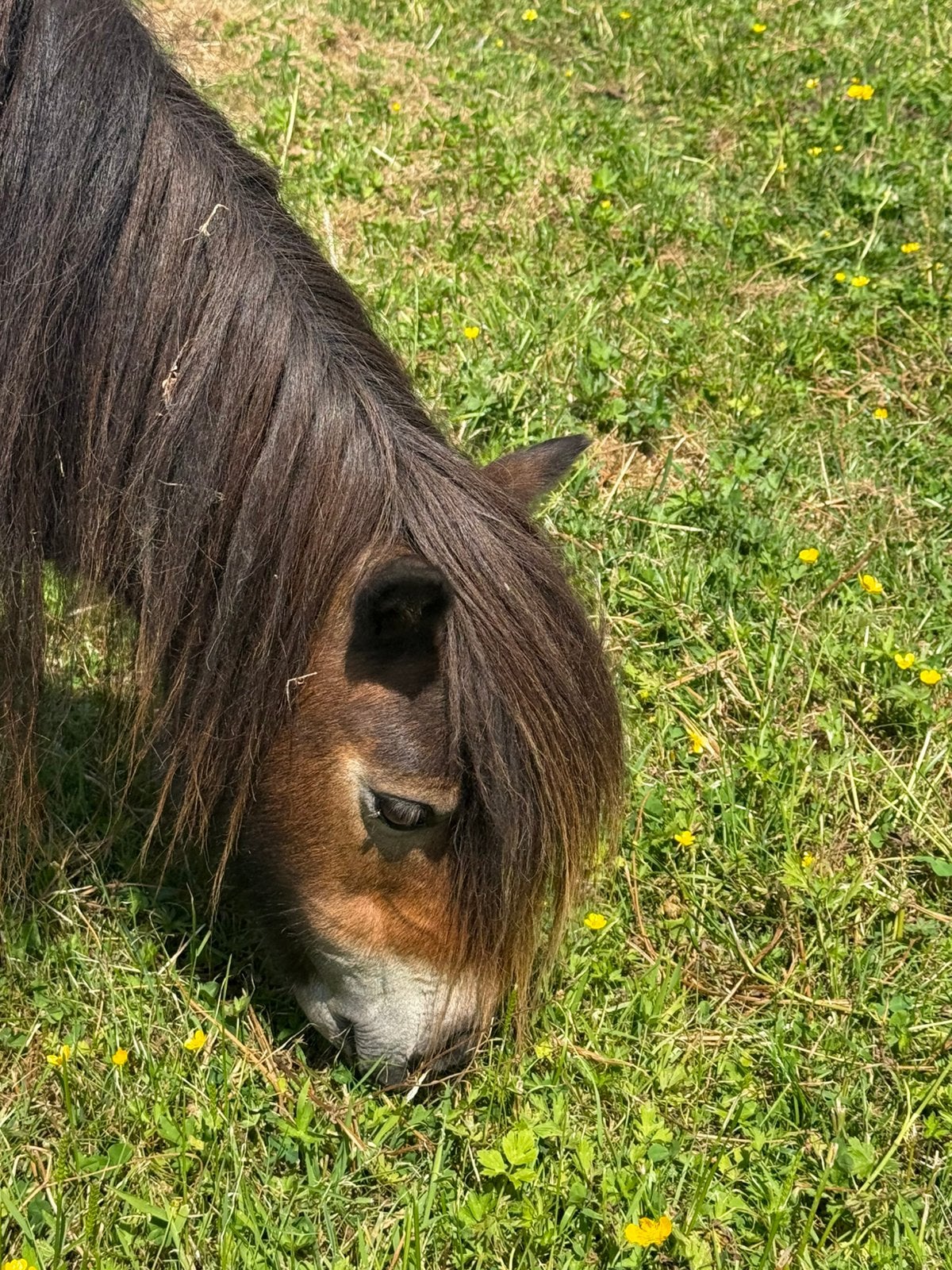Shetland merrie (stamboek), Dieren en Toebehoren, Merrie