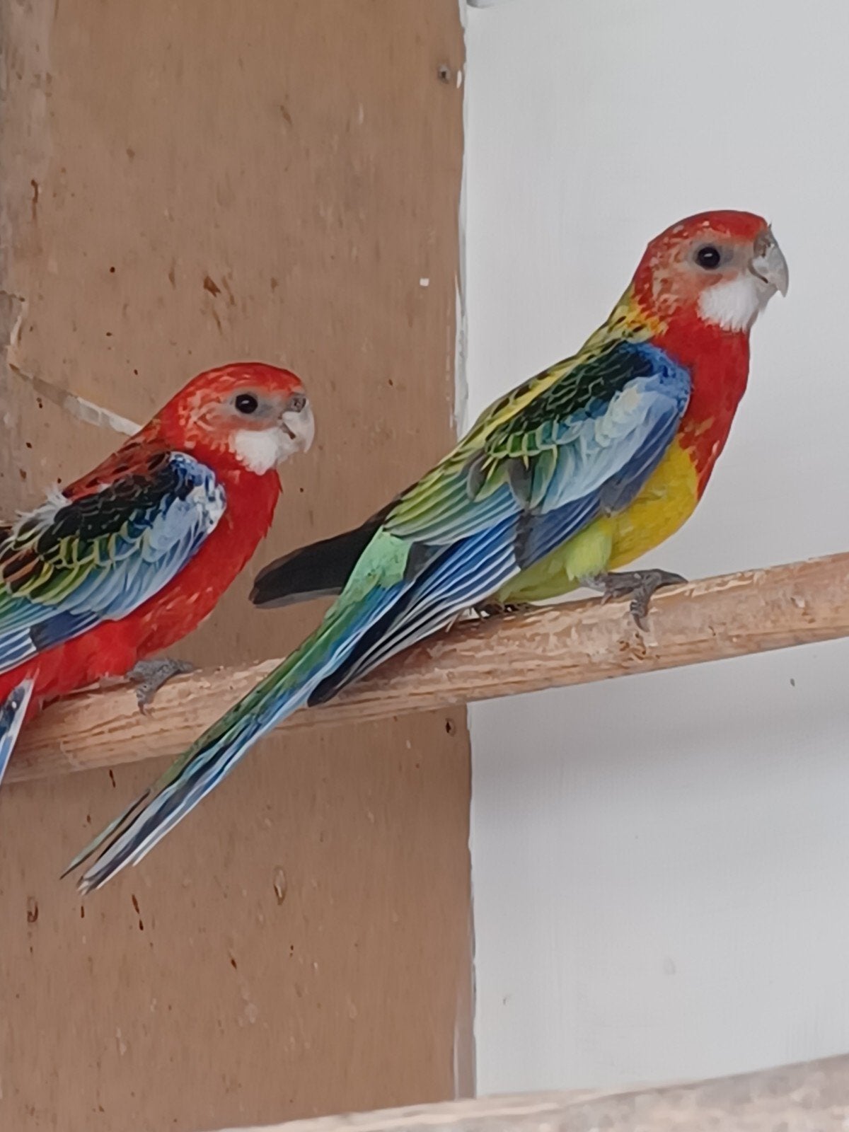 Rosella goudmantel  jonge van 2026, Dieren en Toebehoren, Mannelijk, Parkiet