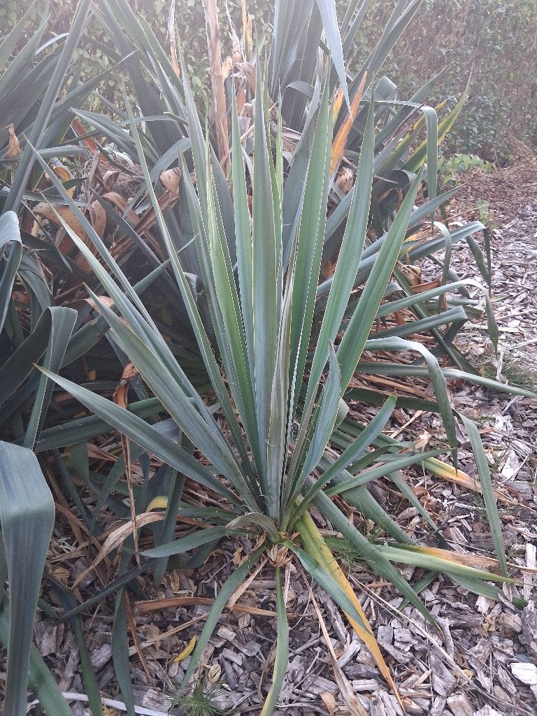 Yuca plant, Vaste plant, Halfschaduw, Lente, Ophalen