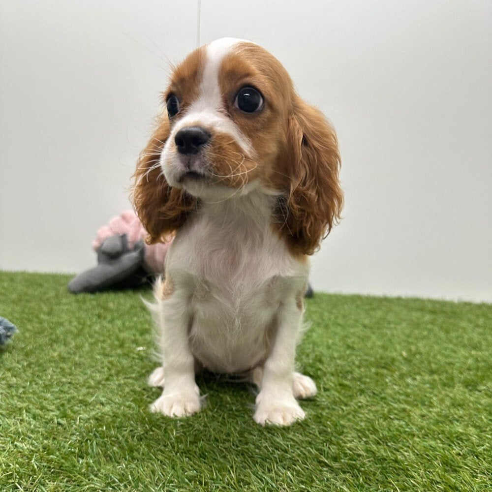 Nid d'épagneul Cavalier King Charles, Animaux & Accessoires, Maladie de Carré (chiens), Plusieurs, Belgique, Plusieurs animaux