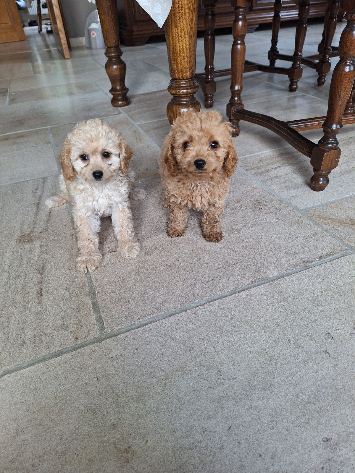 Dwergpoedel pups, Dieren en Toebehoren, Poedel, België, CDV (hondenziekte), 8 tot 15 weken