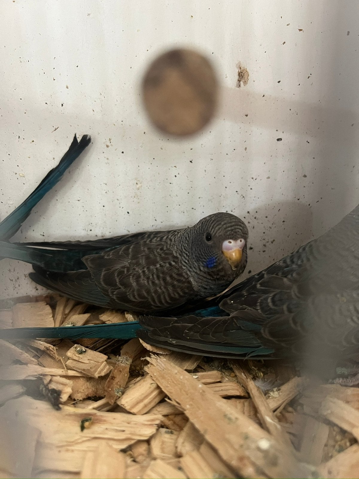 Blackwing blackface, Dieren en Toebehoren