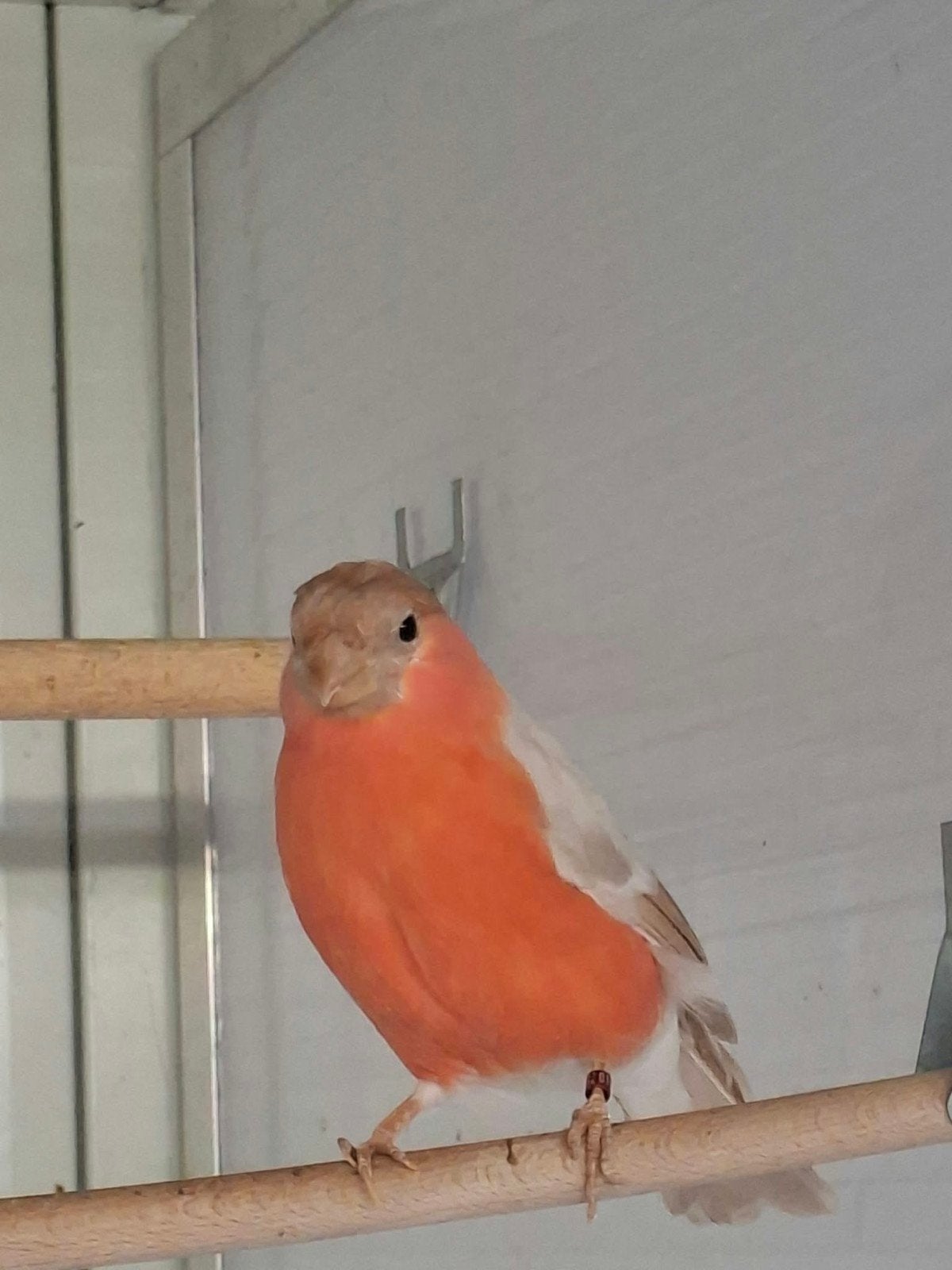 bruinpastel goudvinkman 2024, Dieren en Toebehoren, Mannelijk, Wildzangvogel, Geringd