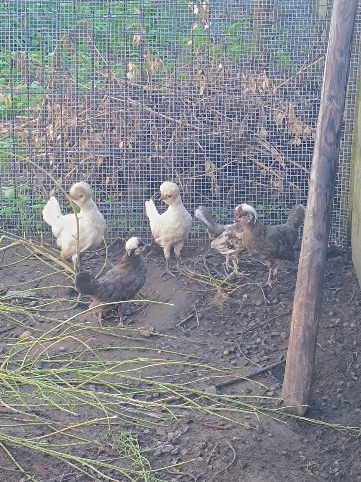 Hollandse kuifhoen, Dieren en Toebehoren