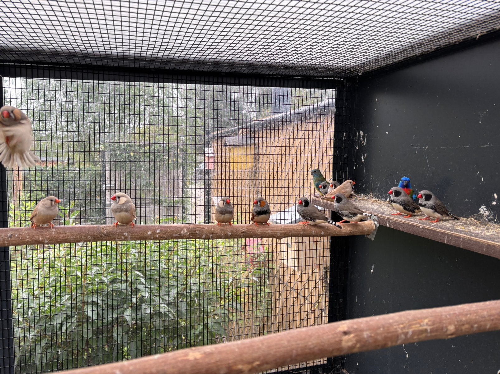 Grote zebravinken pastelgrijs en zwartwang, Dieren en Toebehoren, Meerdere dieren, Tropenvogel