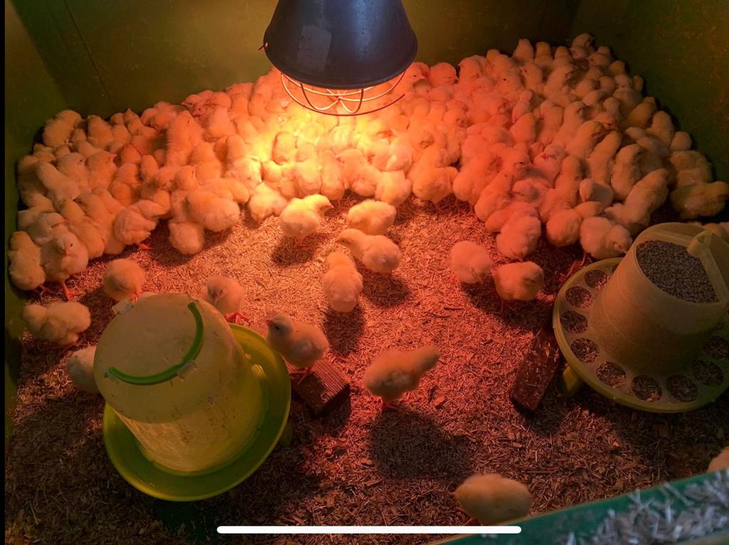 Poulets Ross 308, Animaux & Accessoires
