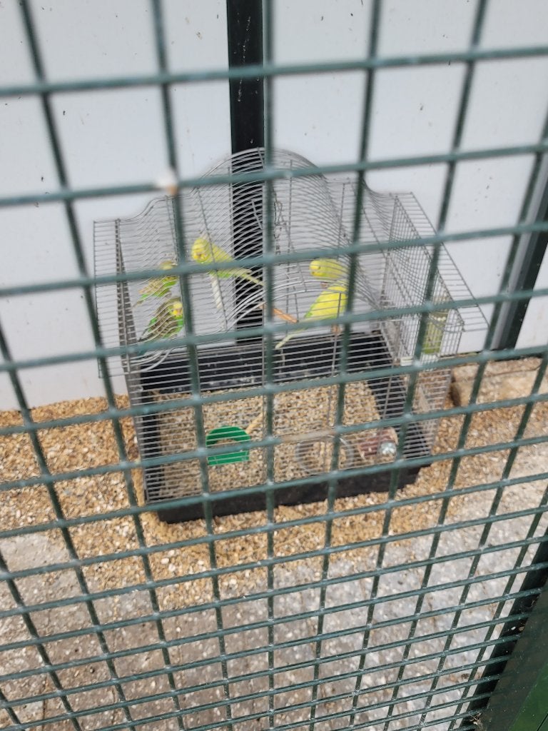 4 grasparkieten, Dieren en Toebehoren, Meerdere dieren, Parkiet