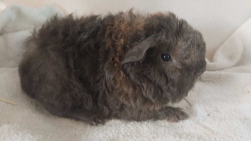 Alpaca beertje choco goud, Dieren en Toebehoren, Cavia, Mannelijk, Mei, Tam