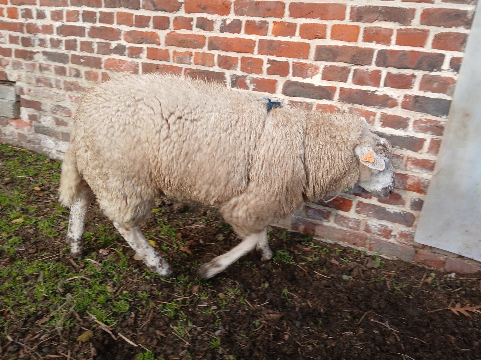 ram, Dieren en Toebehoren
