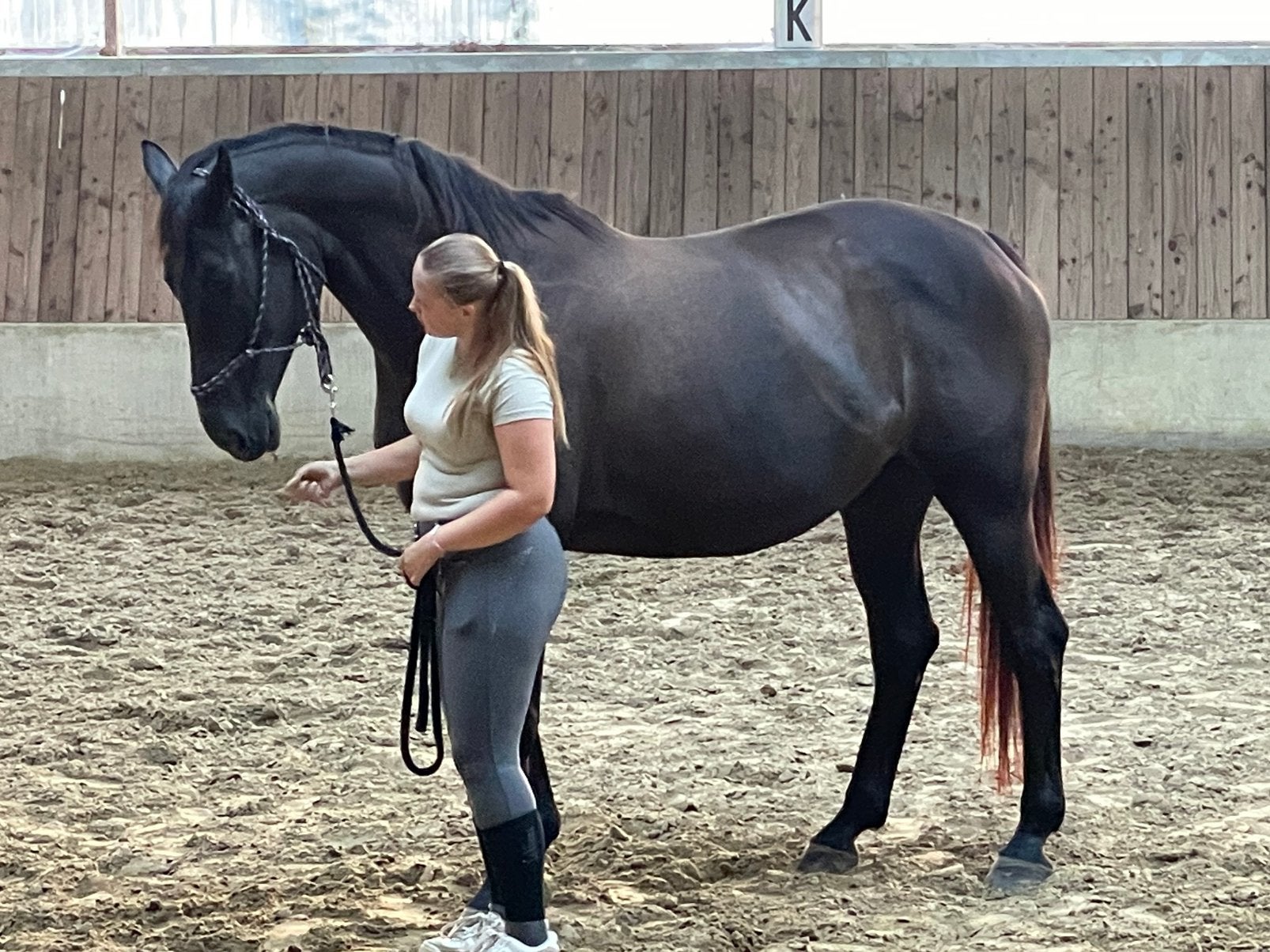 KWPN Ster PROK jument George Clooney x Gribaldi, Cheval de dressage, 11 ans ou plus, Avec pedigree, Ne s'applique pas