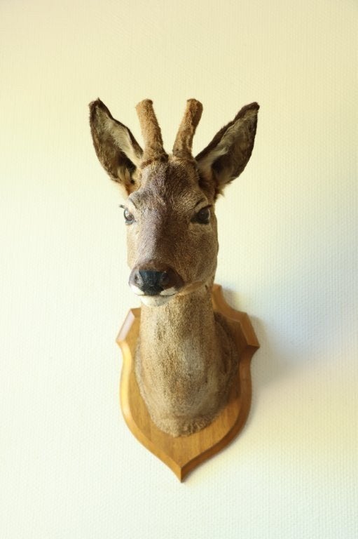 Taxidermie Opgezette Reeënkop met bastgewei, Collections, Collections Animaux, Enlèvement ou Envoi, Utilisé, Cerf, Bois ou Tête