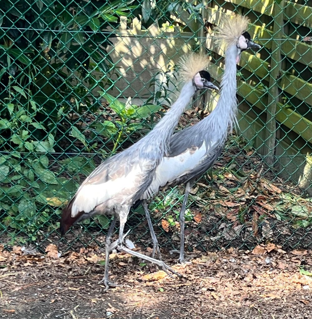kroonkraanvogel, Animaux & Accessoires, Volatiles, Plusieurs animaux, Autres espèces