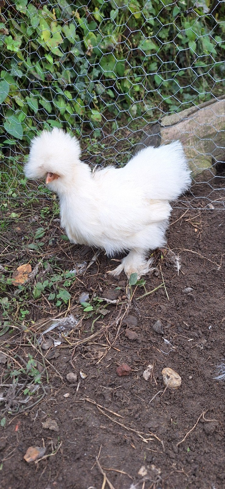 USA zijdehoender hennetje, Animaux & Accessoires, Volatiles, Femelle, Poule ou poulet