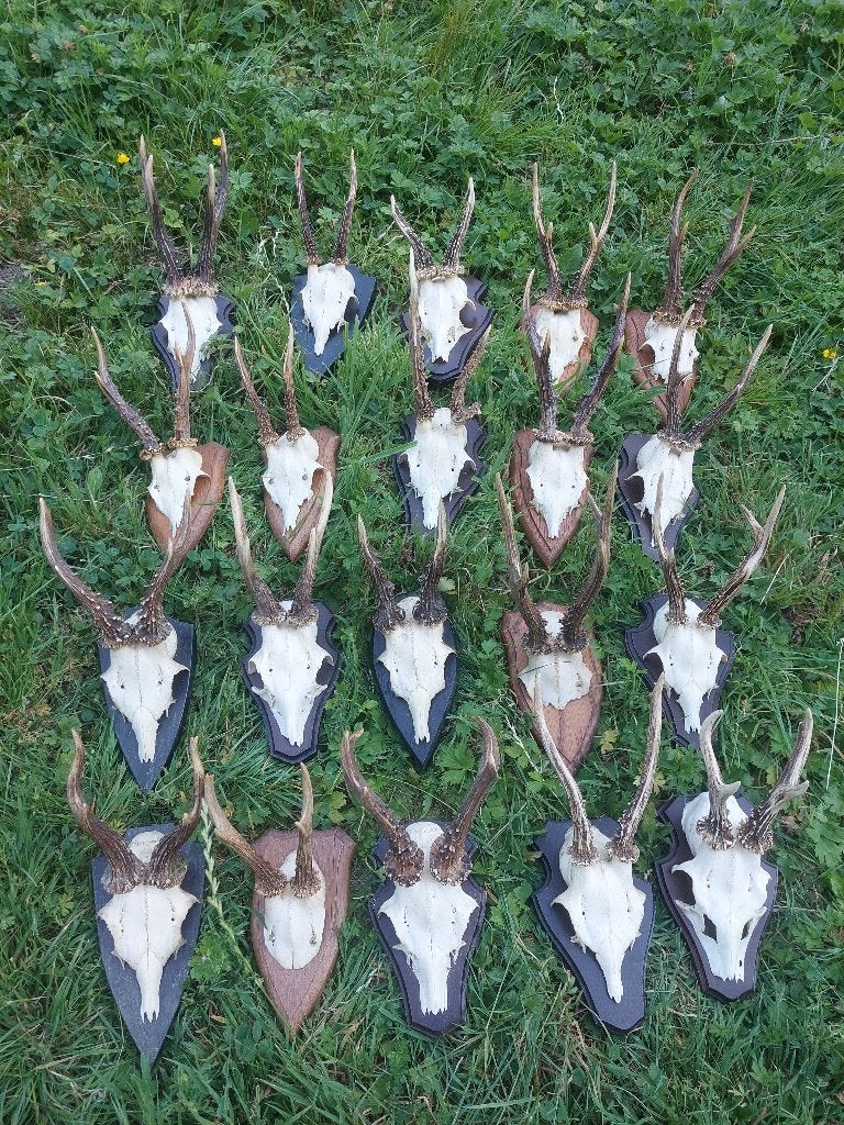 Ree geweitjes, Enlèvement, Utilisé, Cerf, Bois ou Tête