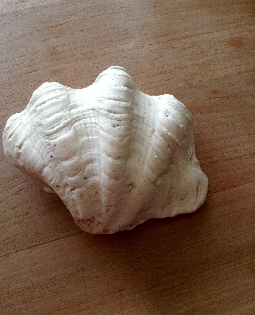 Coquille de bénitier géant véritable (Tridacna Gigas)17.5 cm, Enlèvement ou Envoi, Fossile