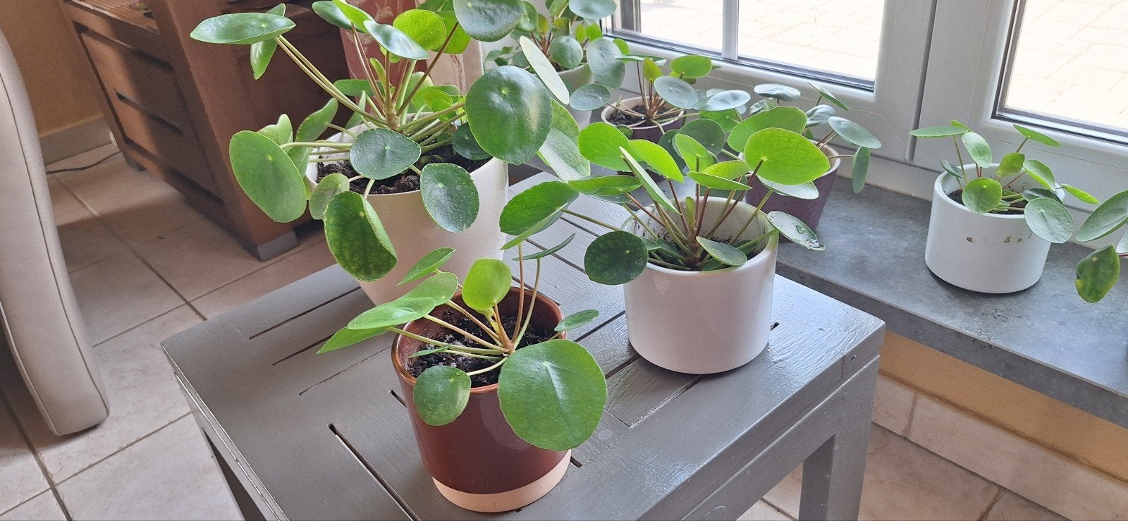 Plantes à crêpes avec pot, Jardin & Terrasse, Plantes | Jardin, Enlèvement