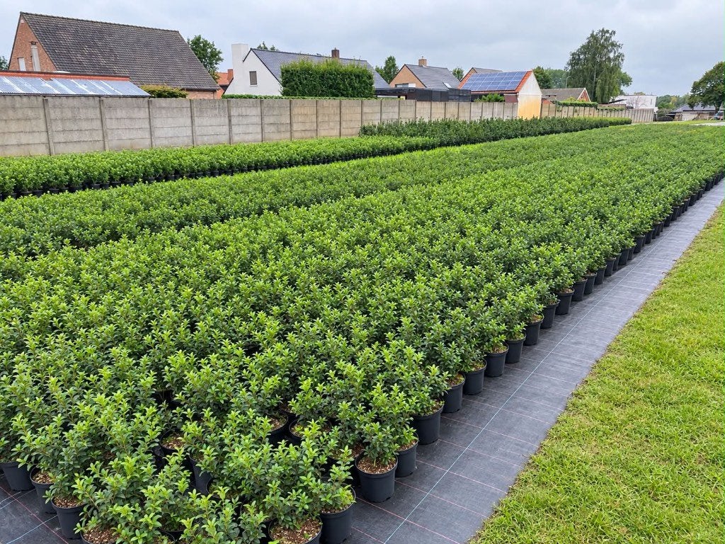Groenblijvende haagplanten rechtstreeks uit kwekerij, Tuin en Terras, Ophalen, In pot