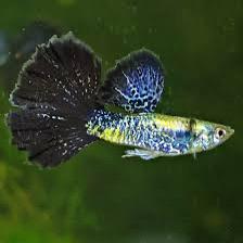 Poisson Guppy Blue cobra Navi, Enlèvement
