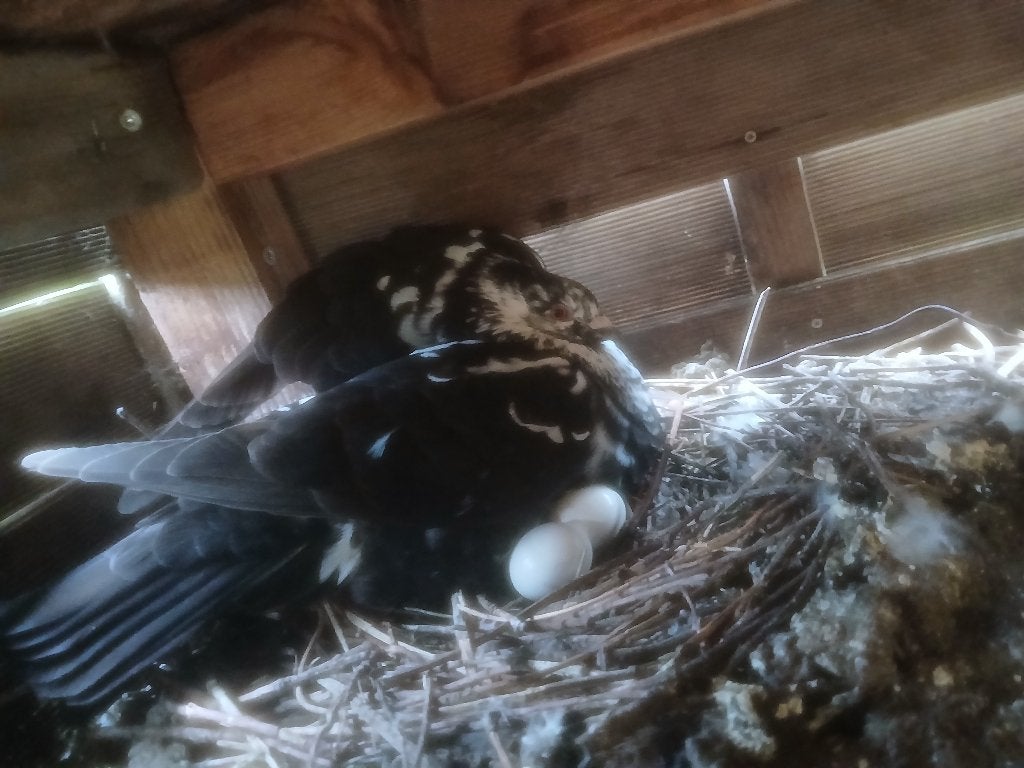 Kweekkoppel bonte duiven, Dieren en Toebehoren