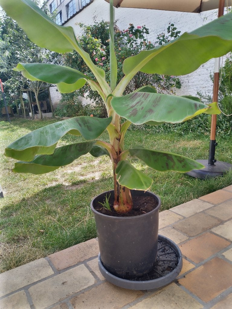 Bananenplant, Huis en Inrichting, Kamerplanten, Ophalen, 100 tot 150 cm, Overige soorten, In pot