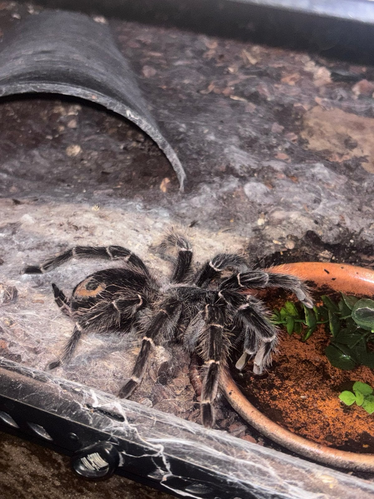 Groot vrouwtje Lasiodora Parahybana, Dieren en Toebehoren, Spin of Schorpioen