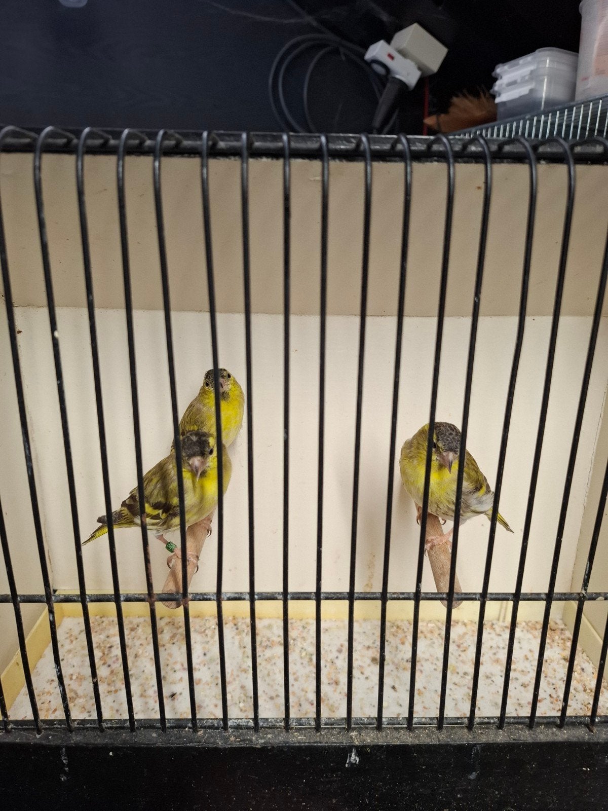 sijzen, Dieren en Toebehoren, Meerdere dieren, Wildzangvogel, Geringd