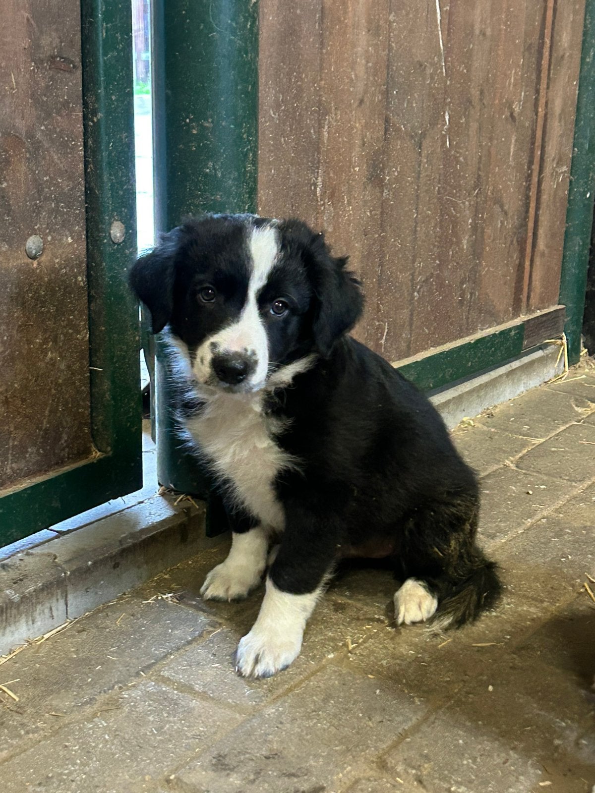 Super mooie border collie pups!, Dieren en Toebehoren, België, Fokker | Hobbymatig, Reu, 8 tot 15 weken
