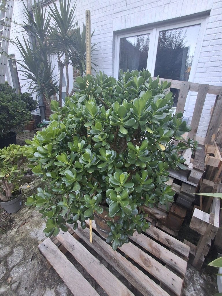 Grand Crassula superbe de 100cm sur 70cm, Jardin & Terrasse, En pot, 100 à 250 cm, Plein soleil, Autres espèces