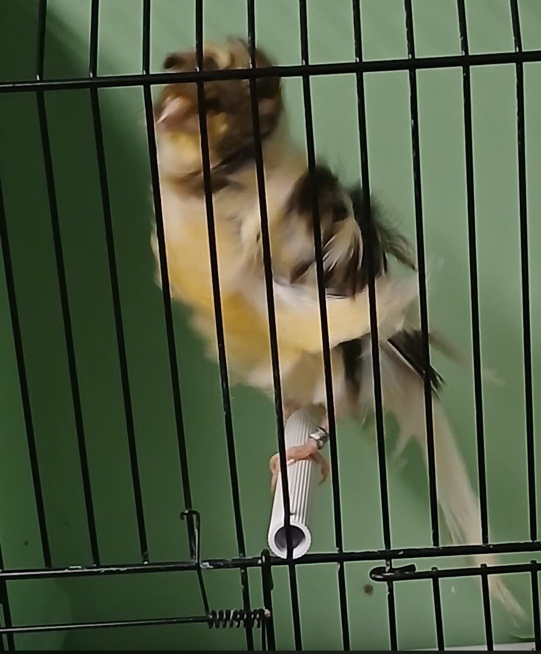 parijse frise pop, Dieren en Toebehoren
